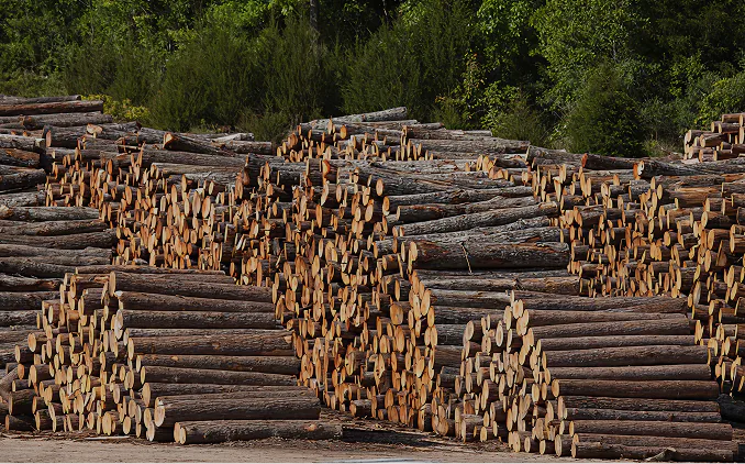 Timfeng raw timber warehouse